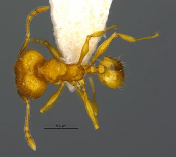 Media type: image;   Entomology 34403 Aspect: habitus dorsal view